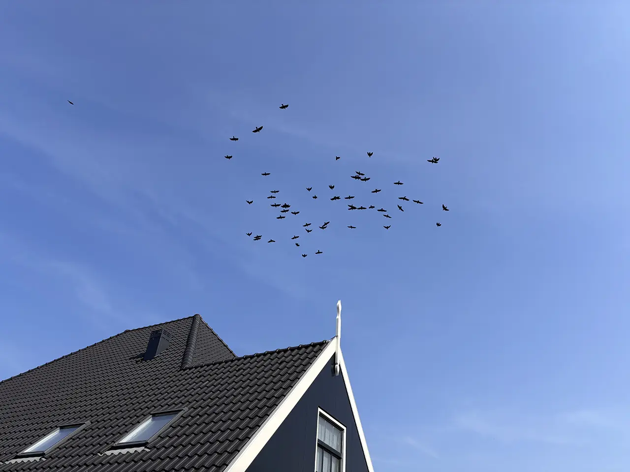 circlingbirds